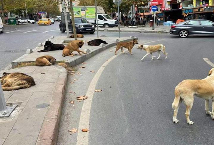 HABER... Başıboş köpek düzenlemesi Meclis'te!