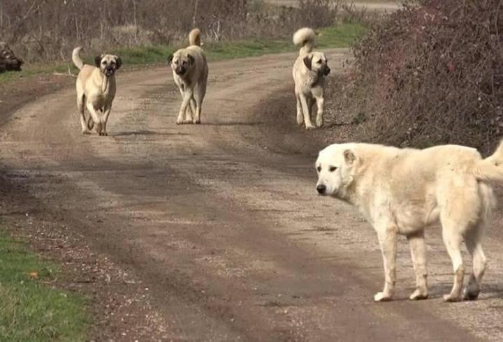 SON DAKİKA | Sahipsiz sokak hayvanları yasasından 'ötanazi' kelimesi çıkarıldı