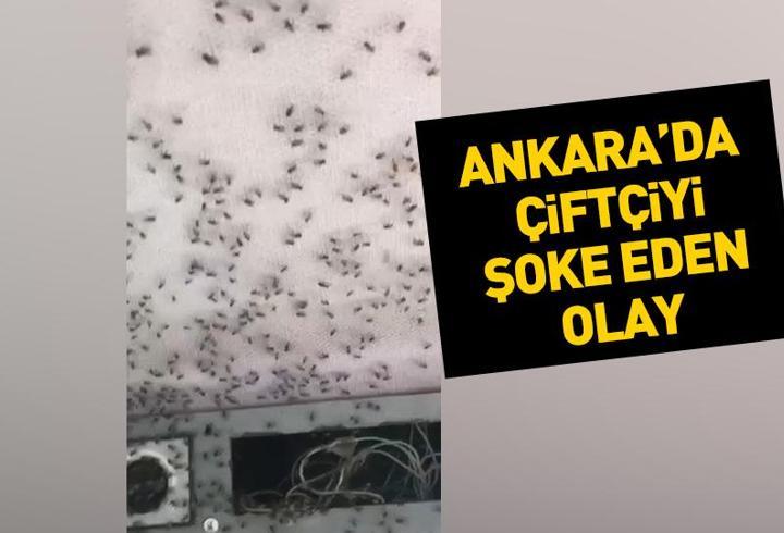 Traktörün içine giren binlerce sinek çiftçiyi şoke etti