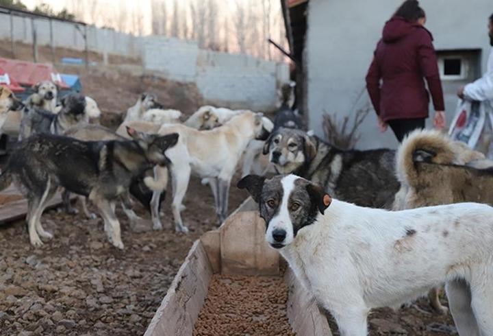 Sahipsiz hayvanlara yönelik düzenleme komisyonda kabul edildi