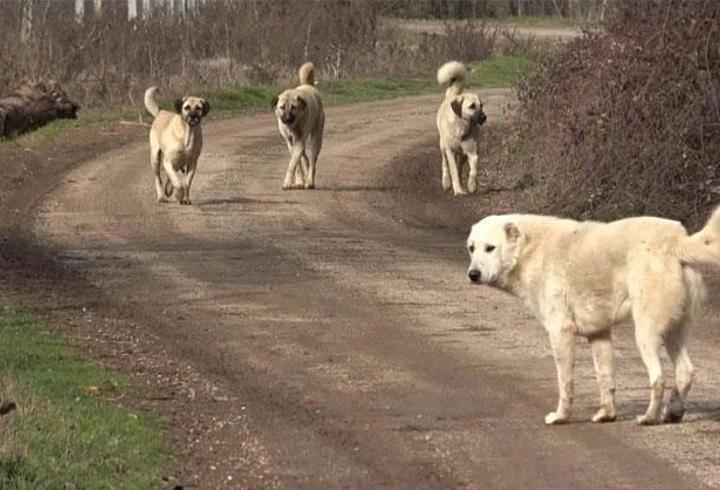 SON DAKİKA... Başıboş köpek sorunu! Bakan Yumaklı açıkladı: Düzenlemeye uymayan belediyelere 2 yıla kadar hapis