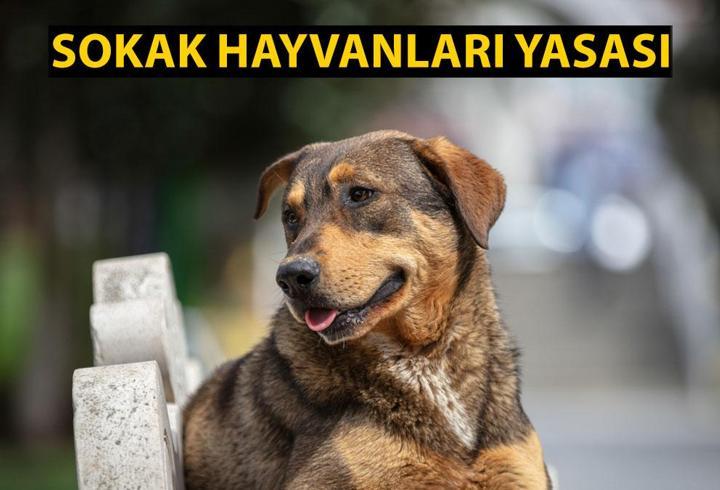 Sokak hayvanları yasası 5. ve 9 maddesi: Başıboş köpek düzenlemesi maddeleri neler?