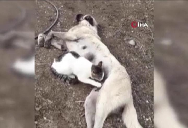 Video Haber | Yürek ısıtan görüntü: Böyle süt annelik görülmedi!