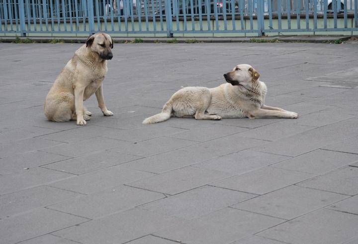 Düzce Belediye Başkanı'ndan sokak köpeği önerisi | Video Haber