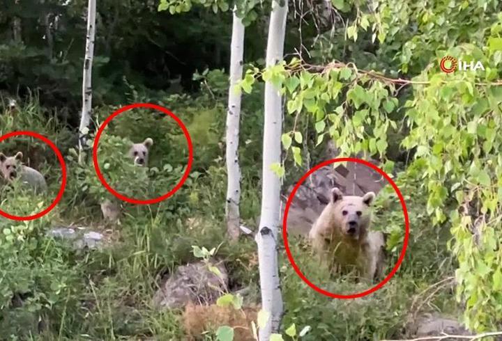 Video Haber | Bitlis'te piknikçilerin sofrasını ayılar bastı