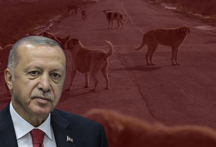 Cumhurbaşkanı Erdoğan'dan 'başıboş köpek meselesi' açıklaması