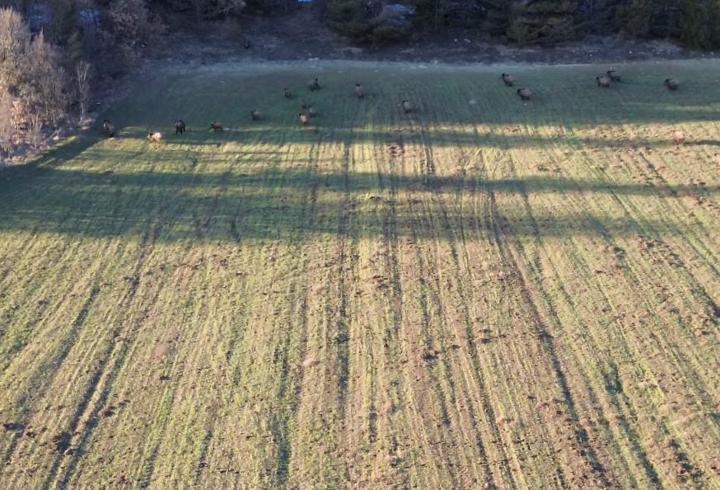 Domuz sürüsü dron ile görüntülendi