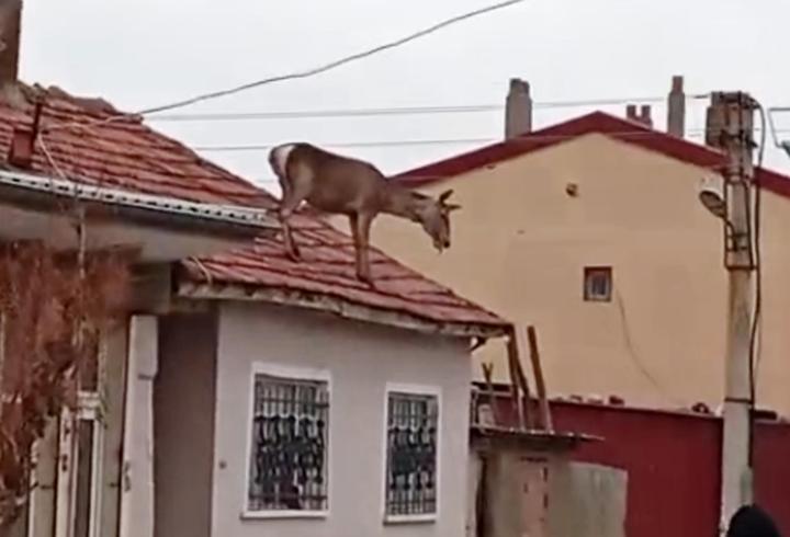 Köpeklerden korkup çatıya çıkan kızıl geyik, düşüp öldü