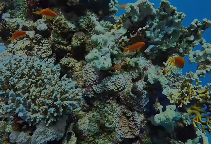 Mısır'ın deniz altı, dalış tutkunlarını cezbediyor