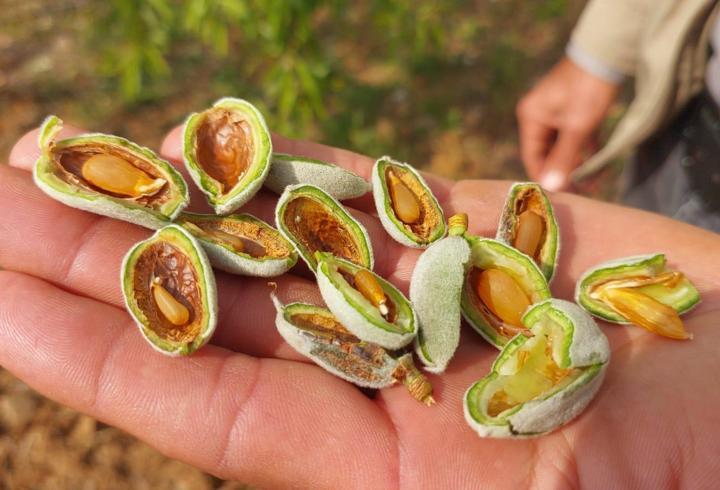Zirai don, çağlaları vurdu