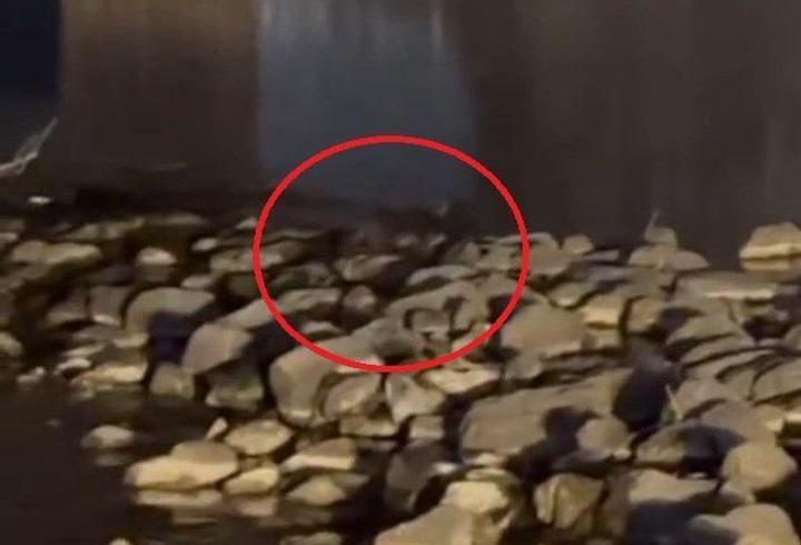 Diyarbakır'da 3 su samuru görüntülendi