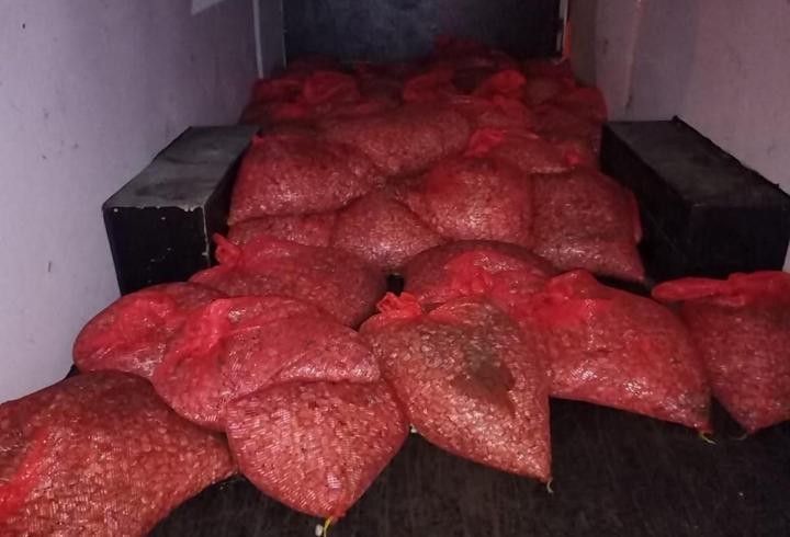 Samsun'da 3 ton beyaz kum midyesi ele geçirildi