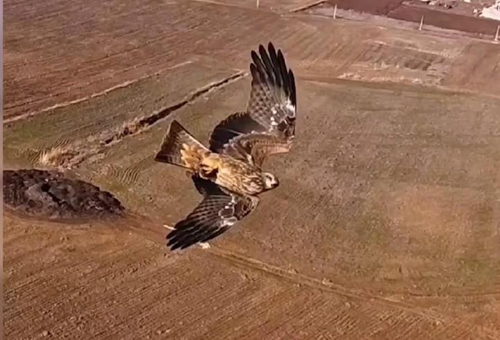 Kızıl şahinlerin dronla mücadelesi kamerada