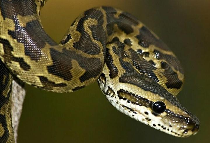 İnternette yasa dışı piton satışı   