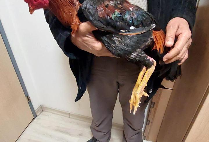 Horoz dövüştüren 4 kişiye 41 bin 540 TL ceza