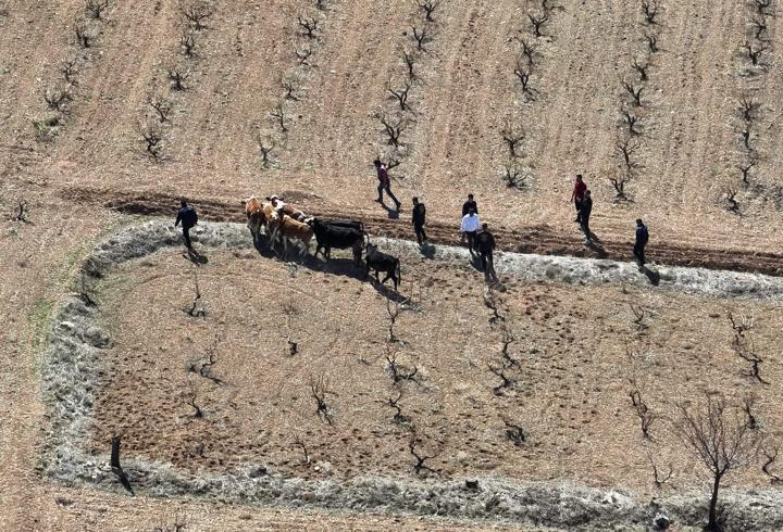 Nevşehir'de çalınan 10 büyükbaş hayvan, dron ile bulundu