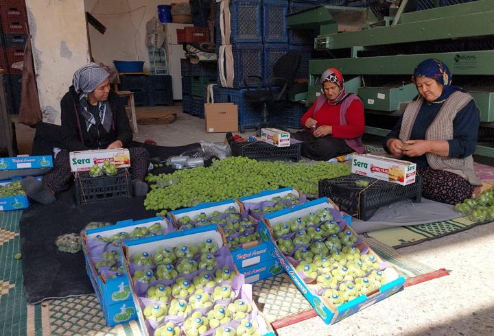 Kayısı çağlası yüz güldürüyor