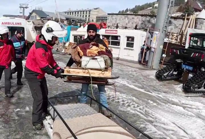 Jandarma buzağıyı kar motosikletiyle taşıdı