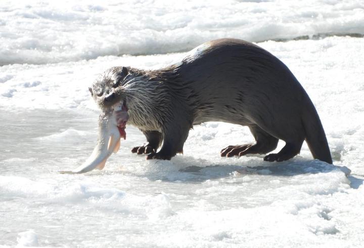 Su samuru Çoruh'ta avlanırken görüntülendi