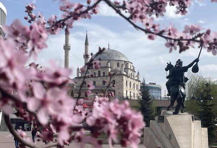 Bolu kent merkezinde meyve ağaçları çiçek açtı