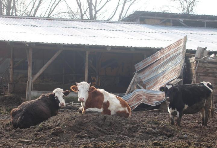 Bolu’da 22 köyde şap karantinası
