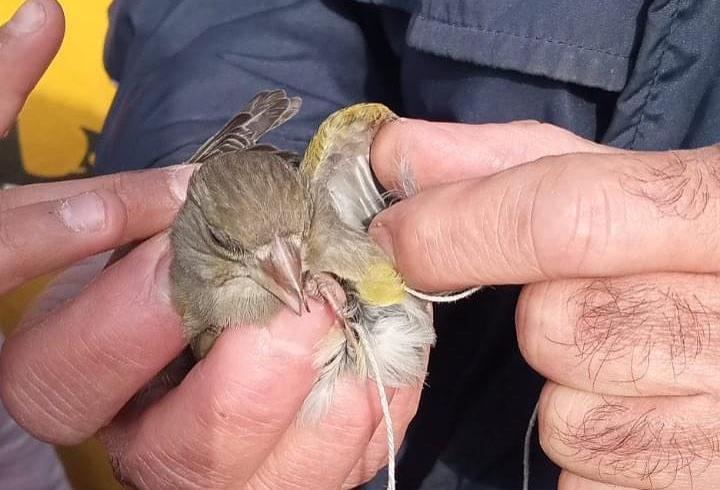 Ayağı ipe dolanarak ağaçta mahsur kalan serçe kurtarıldı