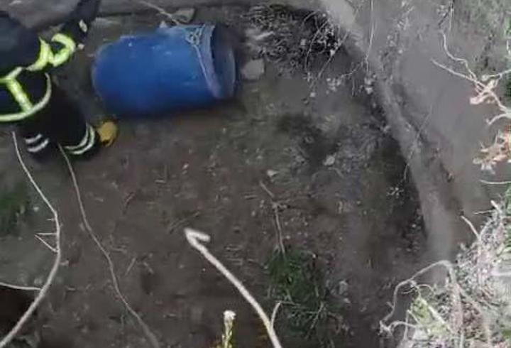 Sulama kuyusuna düşen oklu kirpi kurtarıldı