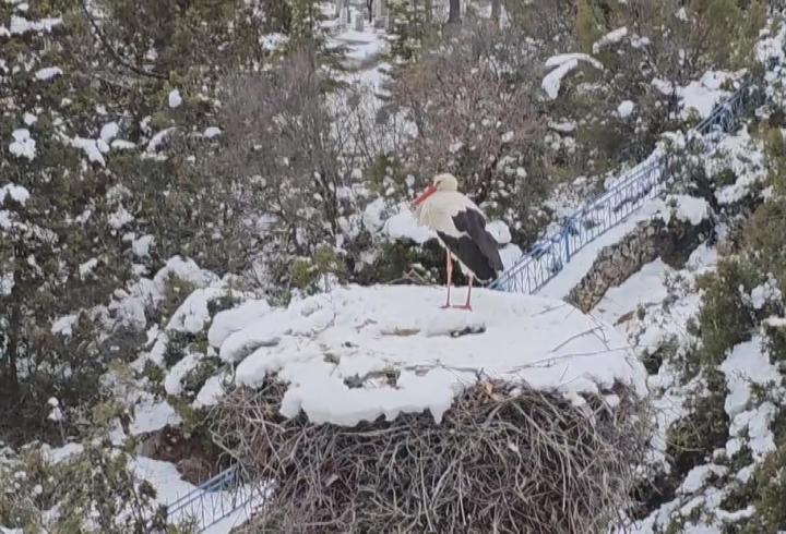 Leylekler Vadisi’nin konuklarına yiyecek bırakıldı