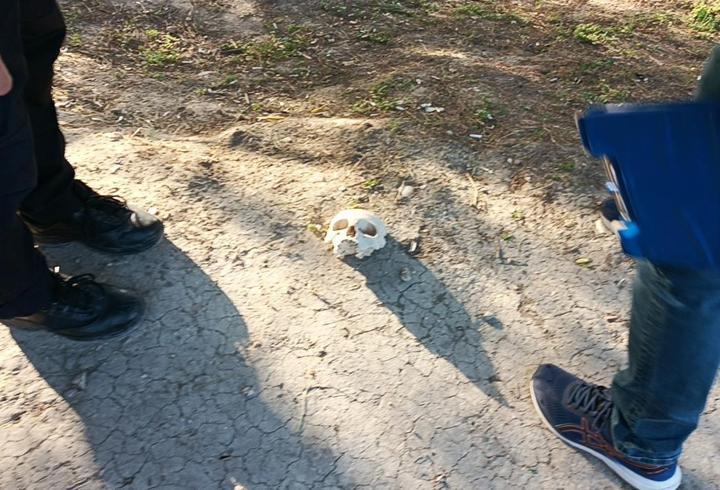 Çocuklar oynarken kafatası buldu