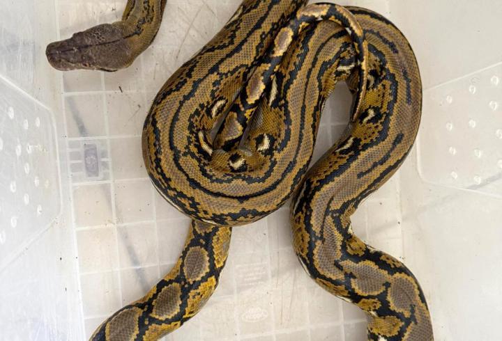 Yolcu otobüsünde, karton kutuda piton ele geçirildi