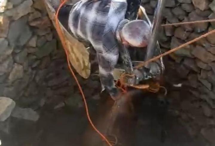 Batman’da kuyuya düşen inek, iş makinasıyla kurtarıldı