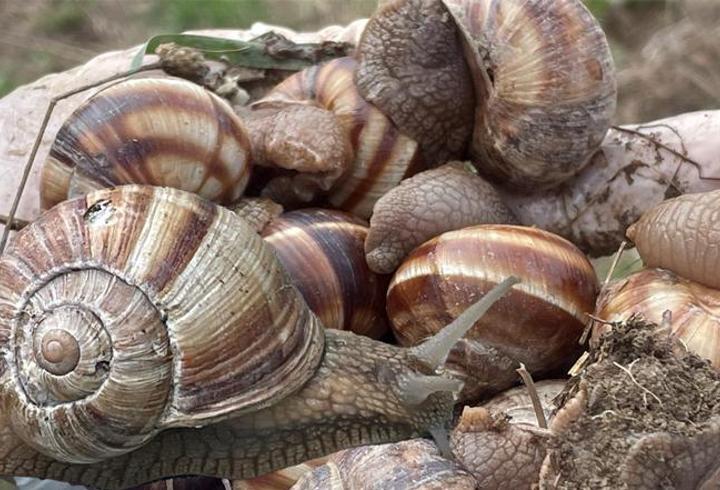 Yumuşayan topraktan çıkmaya başladı; kilosu 35 liradan satılıyor