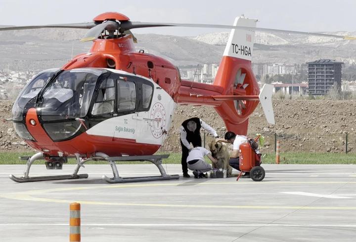 Ambulans helikopter pistinde Kangal köpeğine pansuman