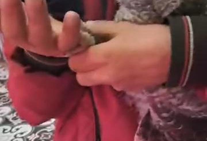 Yuvasından düşen yavru baykuşu kasaba götürüp etle beslediler