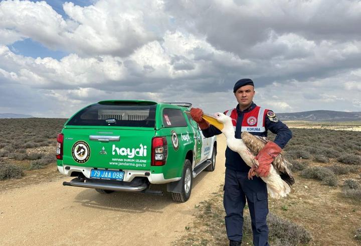 Kilis'te yaralı bulunan pelikan koruma altına alındı
