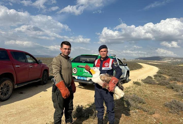 Yaralı pelikan, jandarmanın dikkati ile kurtuldu