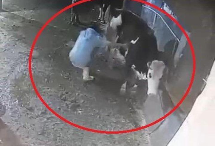 Bakımını yaptığı inek, besiciyi tekmeledi; o anlar kamerada
