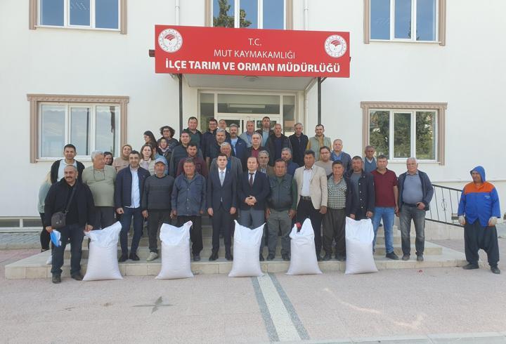 Mut'ta 7 ton nohut tohumu dağıtıldı