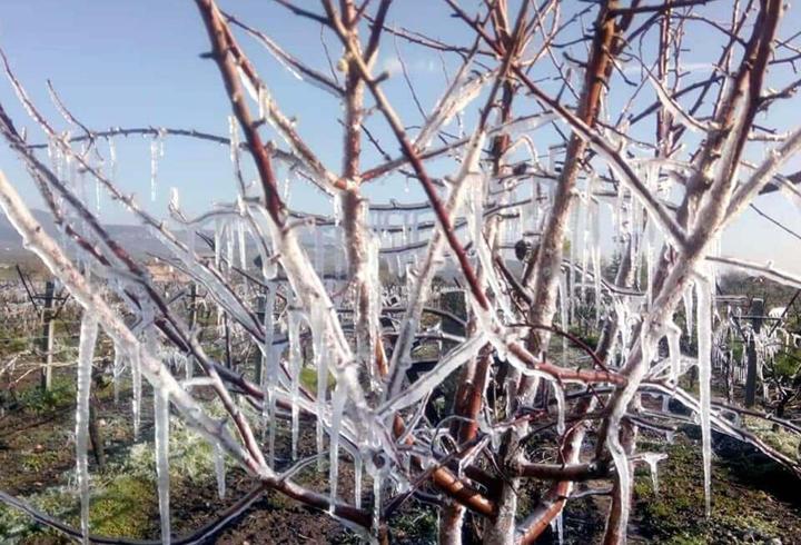 Meteorolojiden Ege'de 4 il için zirai don uyarısı
