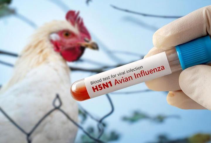 Meksika'da ‘H5N1’ kaynaklı ilk ölüm