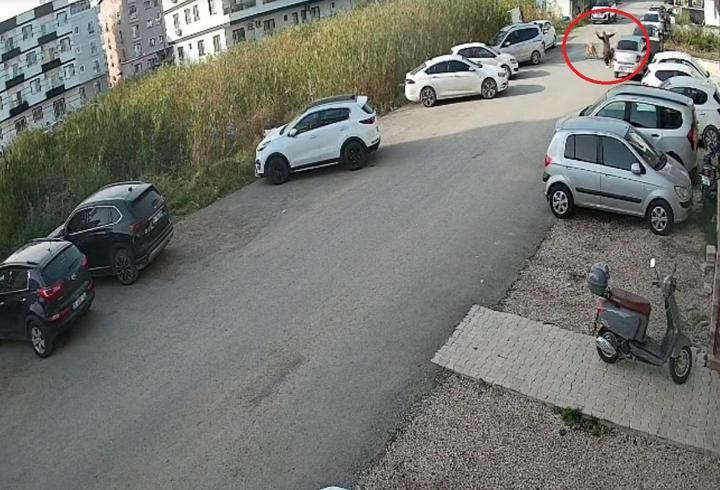Sokak köpeklerinin saldırısı kamerada