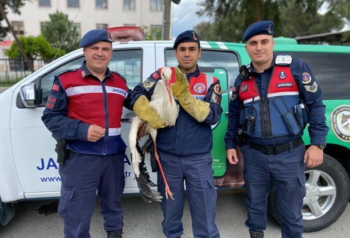 Aydın'da yaralı halde bulunan leylek koruma altına alındı
