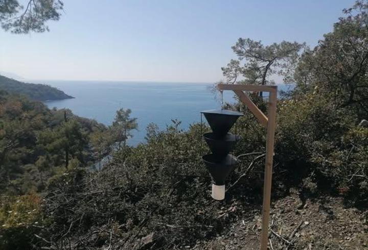 Fethiye'de Akdeniz kabuk böceğiyle yoğun mücadele