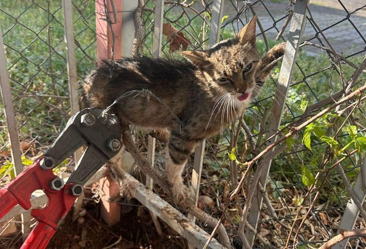 Bahçe demirine sıkışan kedi kurtarıldı