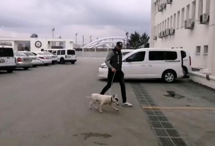10 bin avro değerindeki köpeği çalan şüpheli tutuklandı