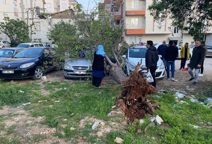 Şiddetli rüzgar ağaç devirdi 