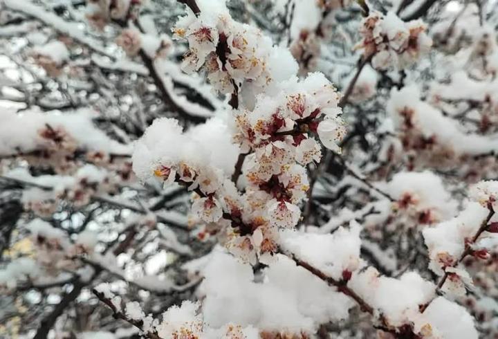 Malatya’da kayısı ağaçlarını don vurdu