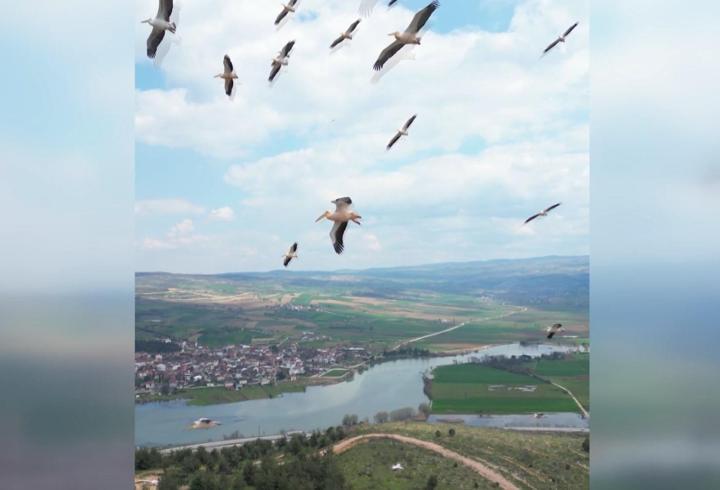 Pelikan sürüsü Boğazköy Barajı'nda mola verdi