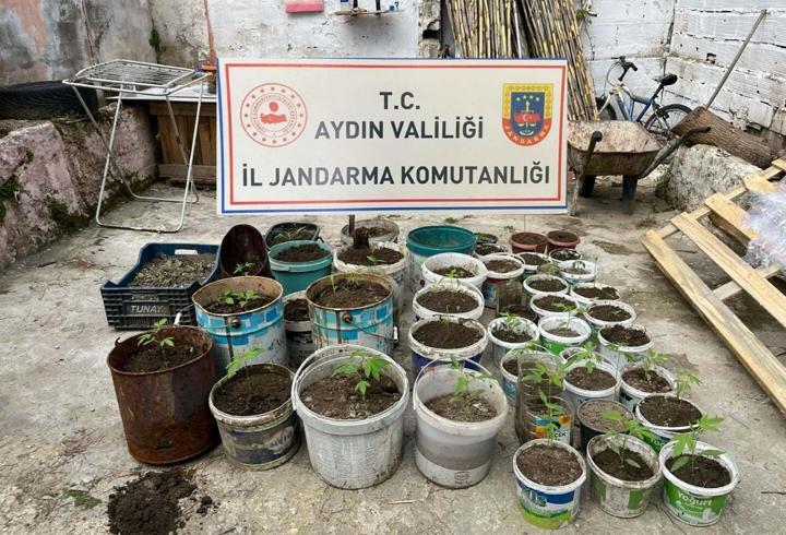 Saksıda Yetiştirilen Kenevirle Yakalanan Şahıs