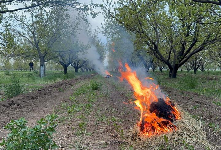 Kayısı Üreticileri Zirai Donla Mücadele Ediyor